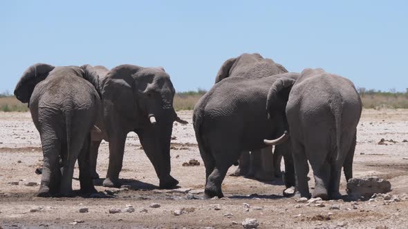 Herd of elephants around an almost dry waterhole