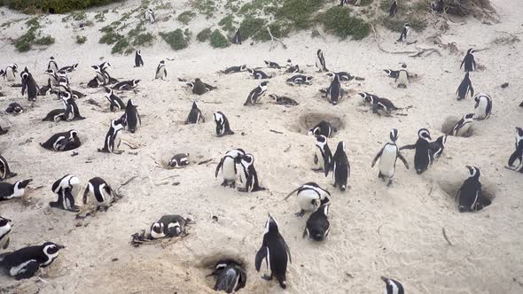 Wideshot of Multiple African Penguins on Boulders Beach in Capetown, Panning Down