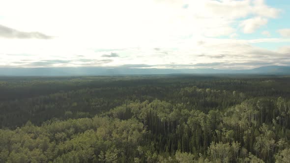 Picturesque View of Forest From Above
