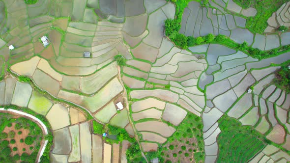 Drone flying over rice terraces field in countryside