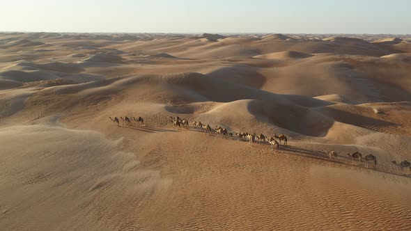 Aerial view of Camels in Dubai desert, United Arab Emirates.