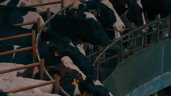 Cow on Feeding Station on Dairy Factory