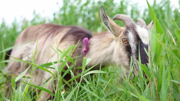 Smoke Goat with Horns Eating Grass in Pasture.