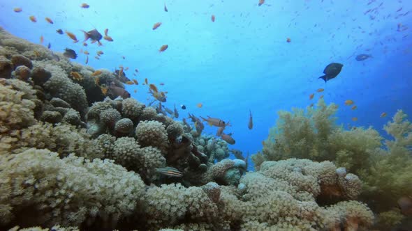 Tropical Coral Garden