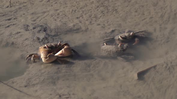 Neohelice granulata crabs filter feeding in intertidal zone of estuary