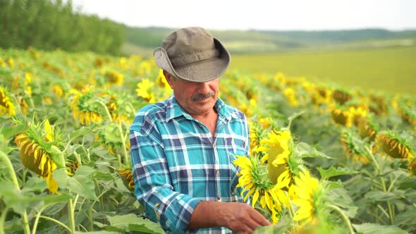 Farmer or Agricultural Expert Inspecting Quality of Sunflower