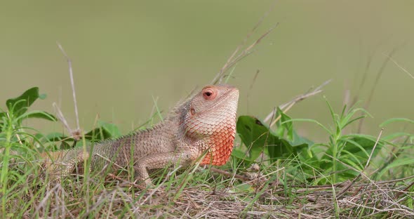 Garden Calotis lizard displaying by bobbing the head with its fan turning red with aggression