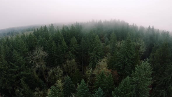 Foggy Sky Aerial Lowering To Dense Forest Trees