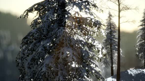 Splendid Christmas Scene in the Mountain Forest. Colorful Winter Sunrise alt