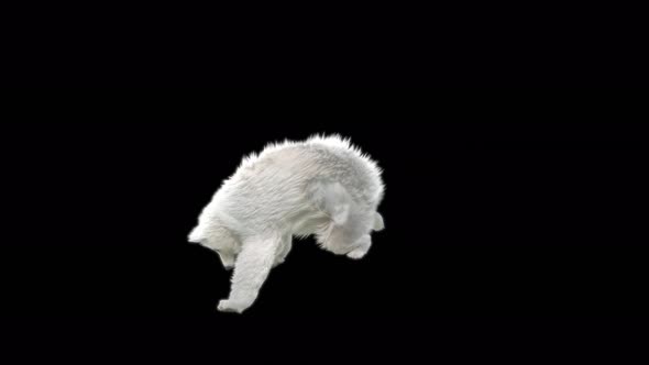 134 White Bear Dancing 4K