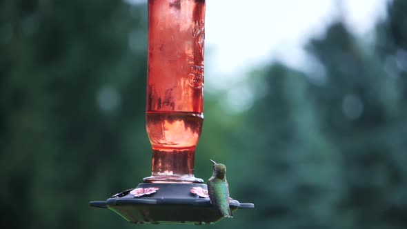 Close view of green hummingbird sitting on feeder and flying away