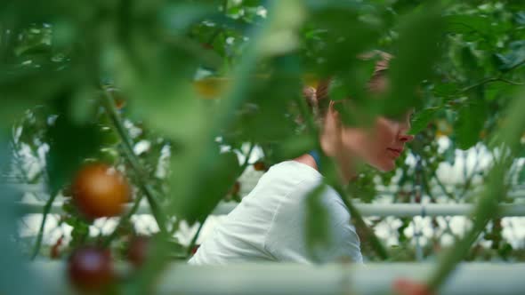 Female Farmer Analyze Plantation Tomato Organic Farm