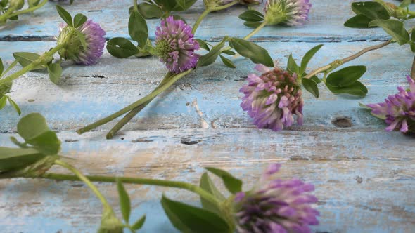 Fresh flowers of clover on vintage light blue wooden tabletop.