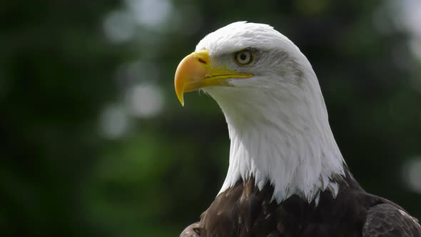 bald eagle stretches its neck and look right at you 4k
