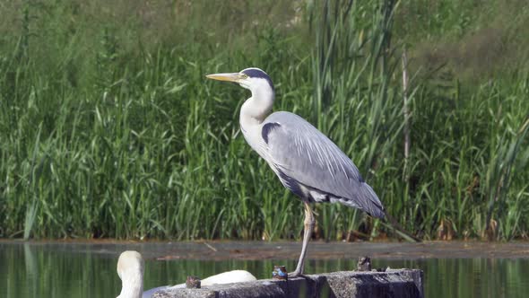 Heron