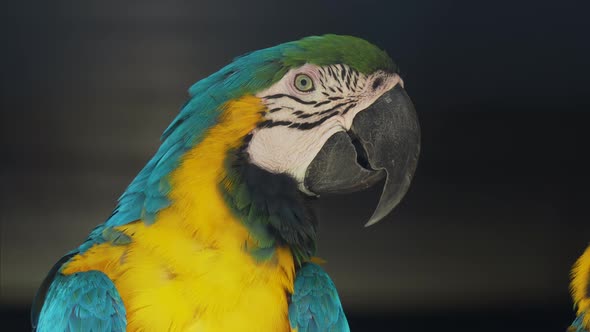 Close Up Portrait of Blue-and-yellow Macaw, Ara Ararauna, Also Known As the Blue-and-gold Macaw