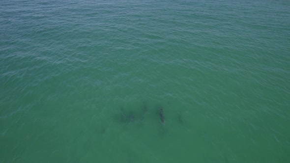 View From Above Of Calm Blue Sea With Common Bottlenose Dolphins Swimming. Tursiops Truncatus In Coo