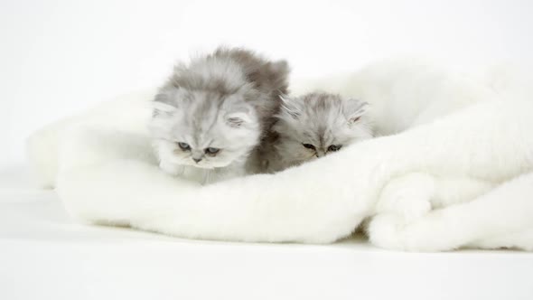 Two cute fluffy kittens on white blanket