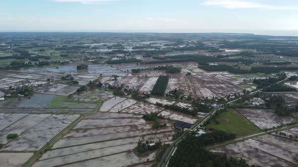 Panning aerial view paddy field