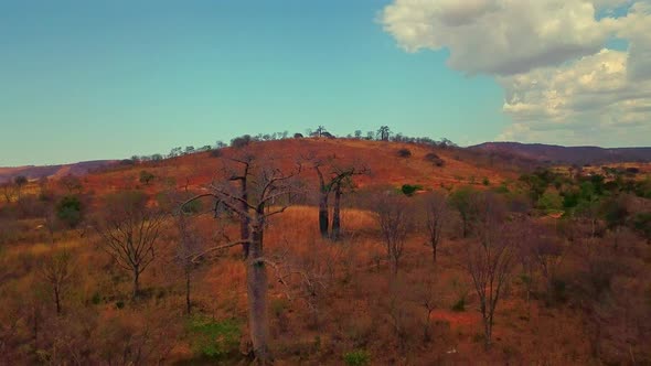 Aerial drone shot flying over dry dead trees near a small village in rural Bahia, Brazil