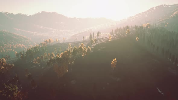 Majestic Trees with Sunny Beams at Mountain Valley alt