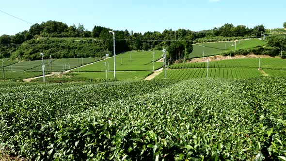 Tea farm