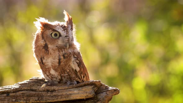 Close up of a cute and fuzzy Eastern Screech Owl