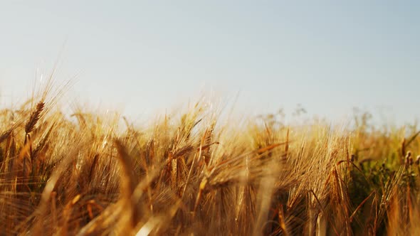 Close-up of a beautiful field in the rays of the sunset.