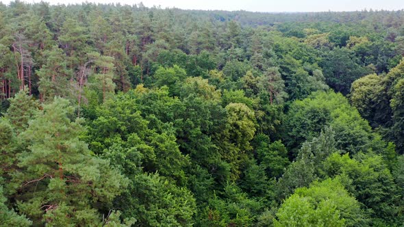 Green treetops. Amazing view on dense forest in summer. Nature landscape.