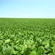Soybean Field Pan - VideoHive Item for Sale