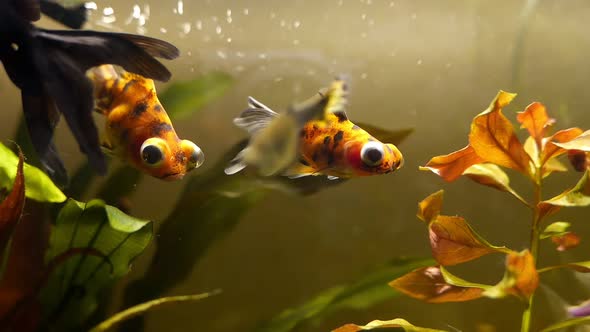 Telescope Fish Swims at Aquarium