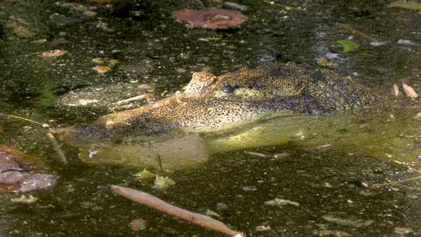 Top clip of Crocodile sticking its head above the water in a swamp