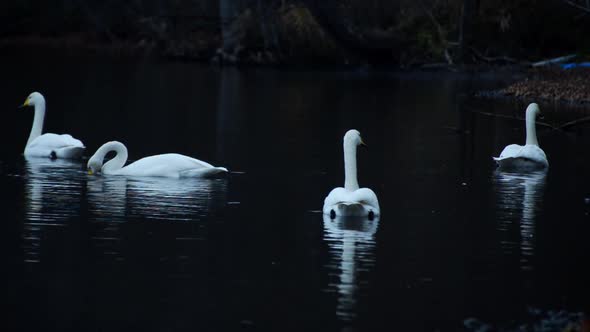 White Swans swimming on the surface of a lake in a dark mood