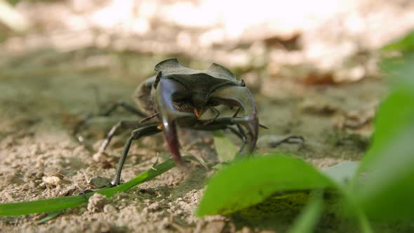 Stag Beetle Insect