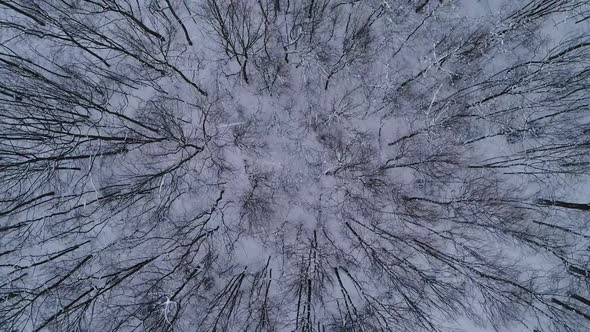 Aerial View From Top to Bottom of Winter Forest