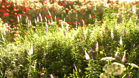 Field with Flowers During Summer Sundown