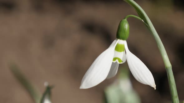 Galanthus nivalis flower  in the field  slow-mo 1920X1080 HD footage - Slow motion of first spring s