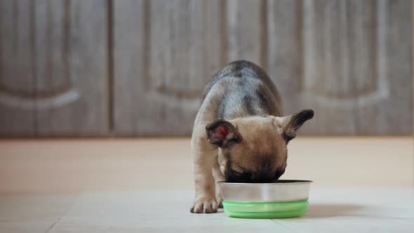 French Bulldog Puppy Eating From a Bowl Indoors