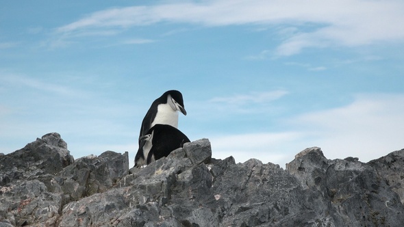 Penguins in Antarctica. Global warming and wildlife.  Penguins standing on the rocks.