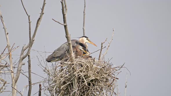 Adult Great Blue Heron in nest with two chicks