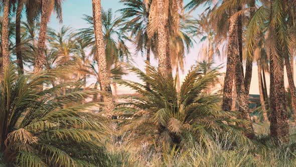 Palm Trees and the Sand Dunes in Oasis