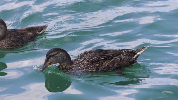 mother duck and her young swim in reflective water 4k