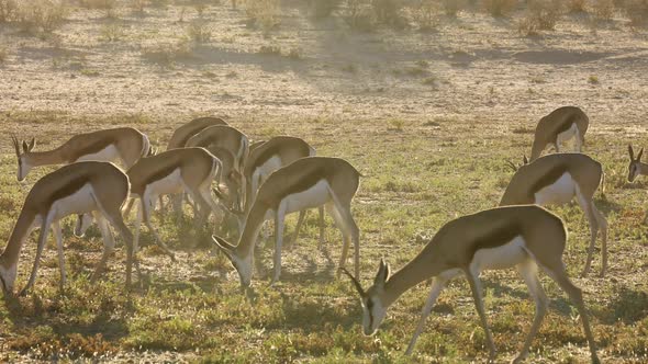 Springbok Antelopes Feeding In Late Afternoon Light