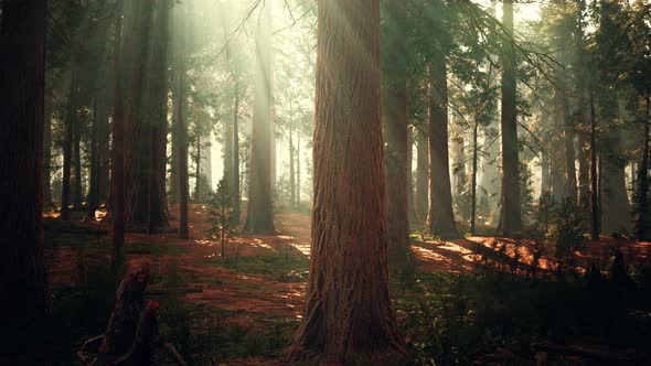 Giant Sequoias in the Giant Forest Grove in the Sequoia National Park