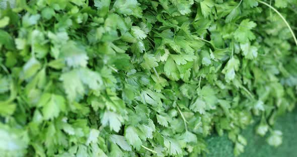 Green Fresh Leaves of Parsley Large Bunch