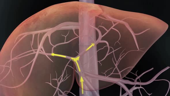 The anatomy of the liver. Liver blood flow