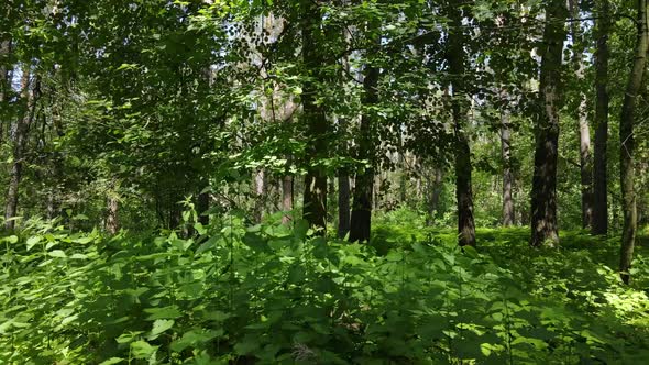 Trees in the Forest By Summer Day