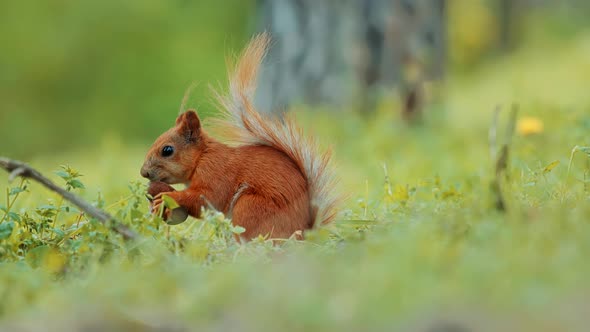 Sciurus Vulgaris Find Food In Wood. European Redhead Squirrel Sniffing Nuts In Woodland Forest.