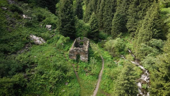 Aerial Forest Spruce in the Mountain of Almaty