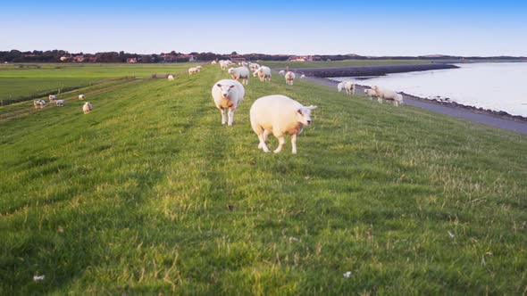 lambs walk towards camera organic farming sheep maintain strength Dutch sea dike